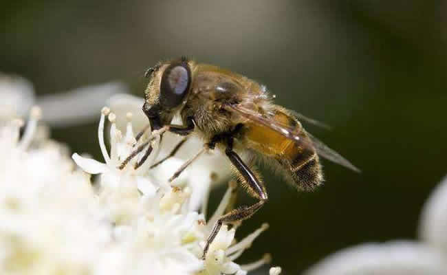 【蜜蜂知識】蜜蜂怎么分蜂? 蜜蜂怎么分蜂?