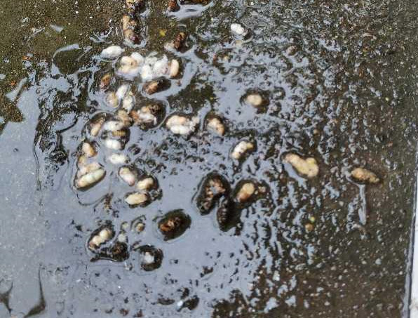 ?搖蜜后工蜂拖子是什么意思(工蜂拖子是怎么回事) ?搖蜜后工蜂拖子是什么意思(工蜂拖子是怎么回事)