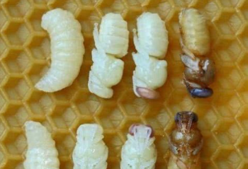 ?搖蜜后工蜂拖子是什么意思(工蜂拖子是怎么回事) ?搖蜜后工蜂拖子是什么意思(工蜂拖子是怎么回事)