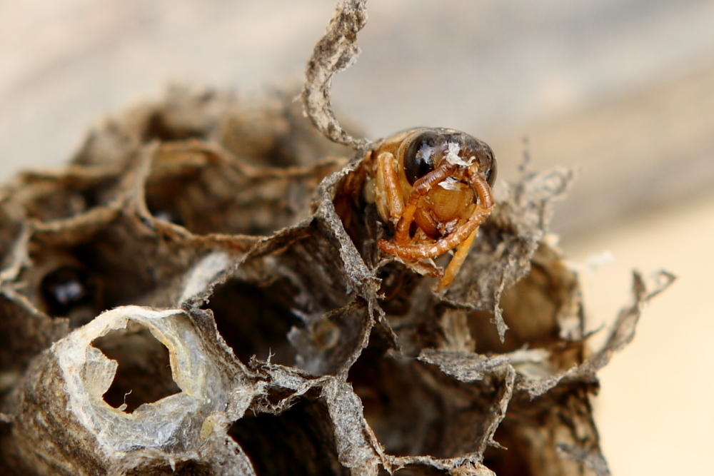 馬蜂(胡蜂)如何組建雙王群(胡蜂可以養雙王群嗎) 馬蜂(胡蜂)如何組建雙王群(胡蜂可以養雙王群嗎)