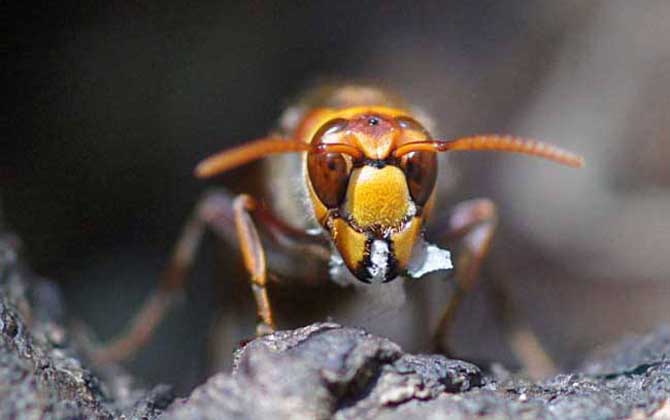 日本大黃蜂的毒性強(qiáng)嗎（中國有日本大黃蜂嗎）