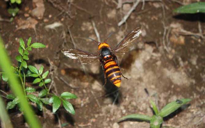 日本大黃蜂的毒性強(qiáng)嗎（中國有日本大黃蜂嗎）