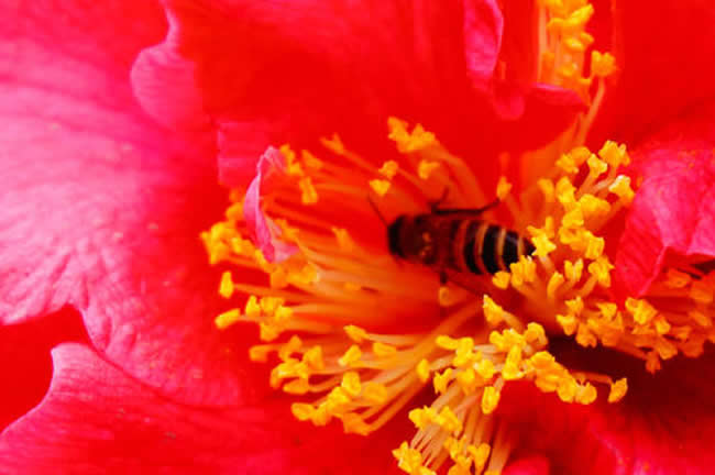 一框蜂怎樣繁殖才快? 蜜蜂繁殖