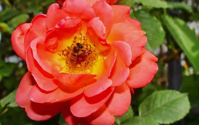 偵查蜂誘蜂來蜂的征兆? 偵查蜂