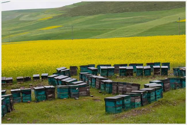 如何制作簡單的蜂箱？