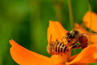 新丹一號與松丹一號哪個(gè)好（適合北方養(yǎng)殖蜜蜂品種）