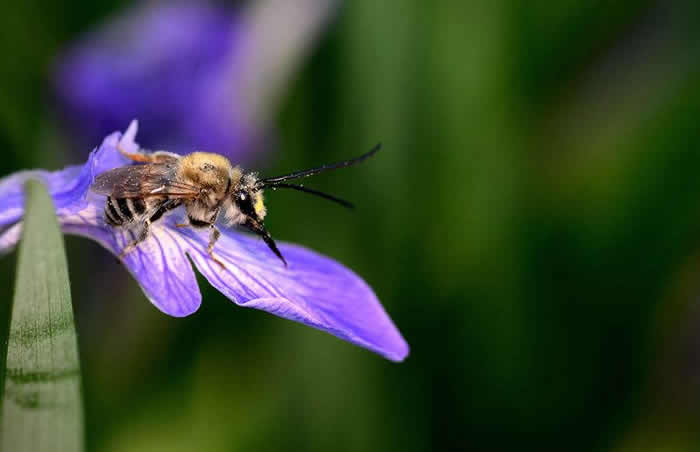 蕭山漿蜂 蕭山漿蜂