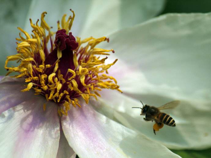 【蜜蜂知識】蜜蜂什么時候分蜂？