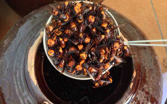 中國大虎頭蜂可以泡酒喝嗎(虎頭蜂酒的功效) 中國大虎頭蜂可以泡酒喝嗎(虎頭蜂酒的功效)