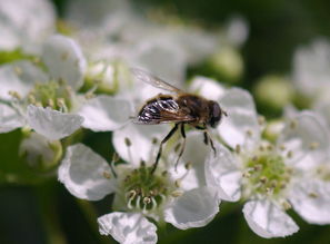 黑羽蜂是什么蜂(黑羽蜂的介紹) 黑羽蜂是什么蜂(黑羽蜂的介紹)