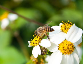 黑羽蜂是什么蜂(黑羽蜂的介紹) 黑羽蜂是什么蜂(黑羽蜂的介紹)