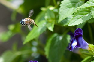 黑羽蜂是什么蜂(黑羽蜂的介紹) 黑羽蜂是什么蜂(黑羽蜂的介紹)
