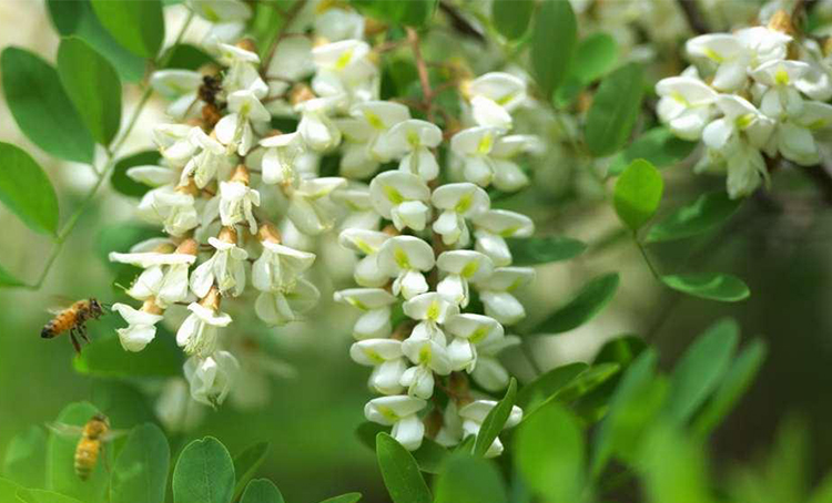 什么是槐花蜜(真正的槐花蜜是什么樣子) 什么是槐花蜜(真正的槐花蜜是什么樣子)