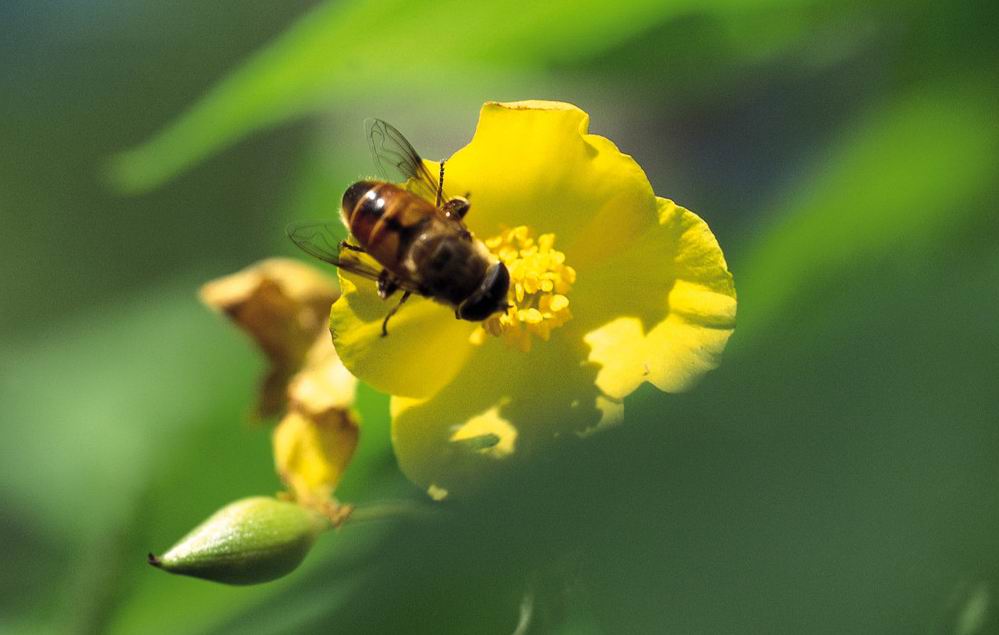 松丹一號蜂王大還是美意蜂王大(美意蜂王和松丹哪個好) 松丹一號蜂王大還是美意蜂王大(美意蜂王和松丹哪個好)