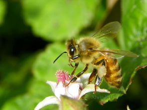 松丹一號蜂王大還是美意蜂王大(美意蜂王和松丹哪個好) 松丹一號蜂王大還是美意蜂王大(美意蜂王和松丹哪個好)