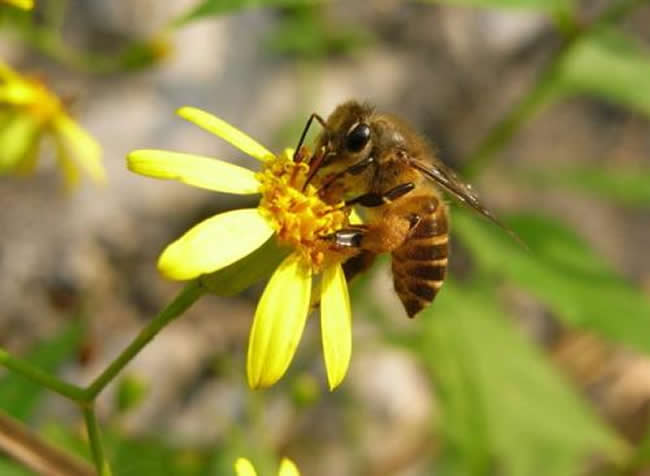【蜜蜂知識】意大利蜂有哪些缺點? 意大利蜂有哪些缺點?