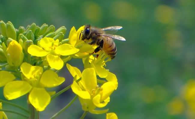 【蜜蜂知識】意大利蜂有哪些缺點? 意大利蜂有哪些缺點?