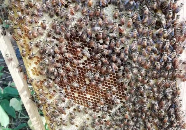 封蓋后幼蜂什么時候出來(工蜂封蓋子脾幾天出幼蜂) 封蓋后幼蜂什么時候出來(工蜂封蓋子脾幾天出幼蜂)