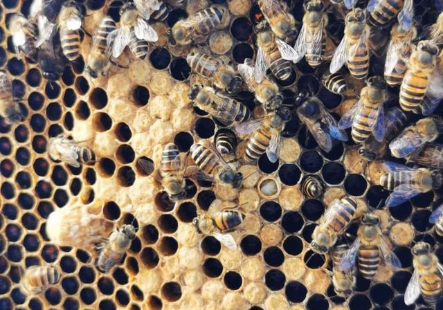 封蓋后幼蜂什么時候出來(工蜂封蓋子脾幾天出幼蜂) 封蓋后幼蜂什么時候出來(工蜂封蓋子脾幾天出幼蜂)