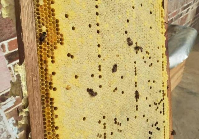 巢礎和巢脾有什么區(qū)別(巢脾間距多大合適) 巢礎和巢脾有什么區(qū)別(巢脾間距多大合適)