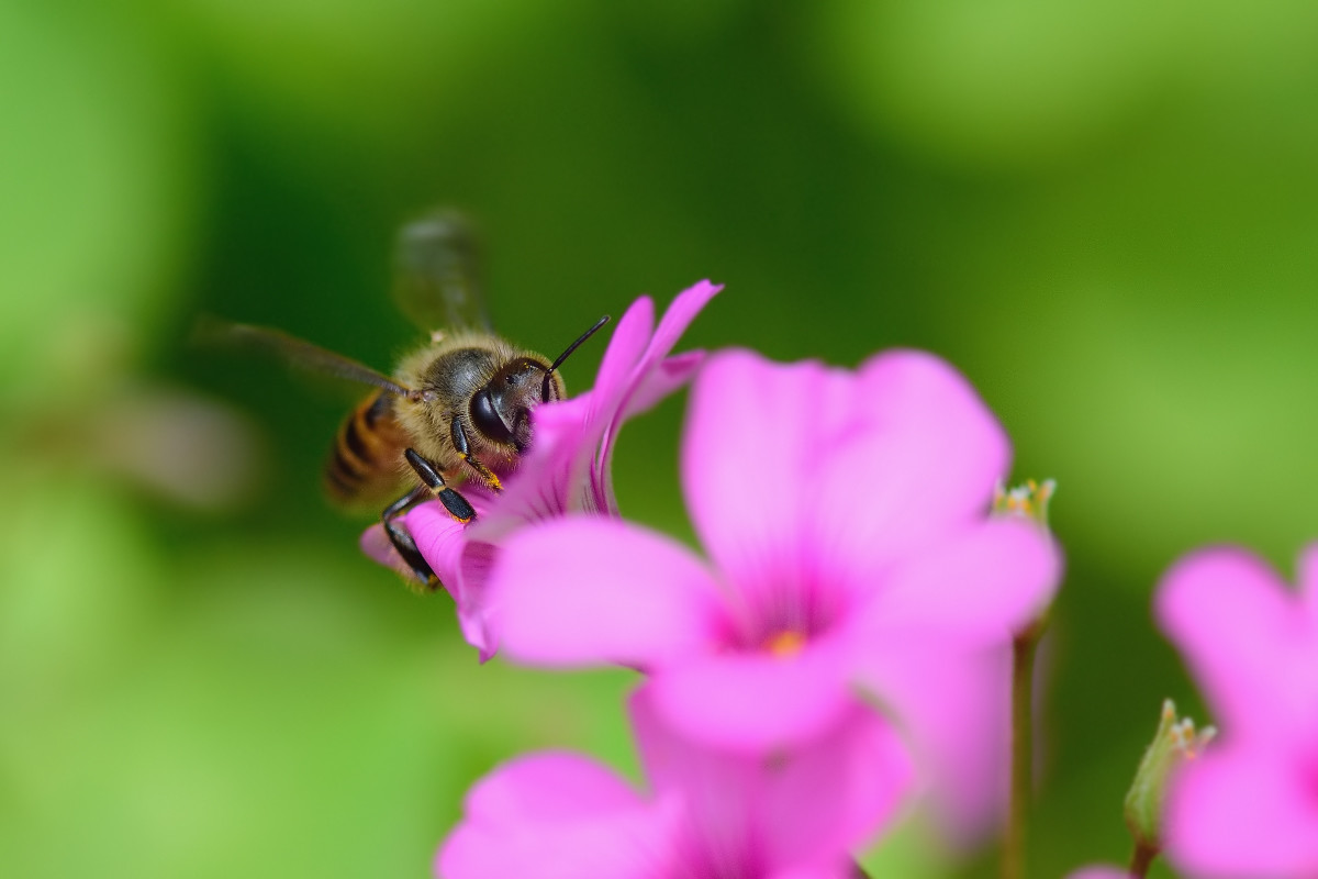 一只蜂王要多少只工蜂能養活(幾只工蜂能養活一只蜂王) 一只蜂王要多少只工蜂能養活(幾只工蜂能養活一只蜂王)