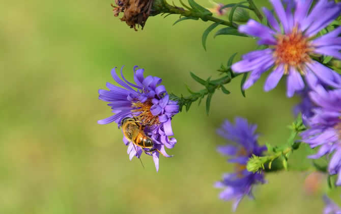 養(yǎng)蜂人如何防止逃蜂出現(xiàn)？