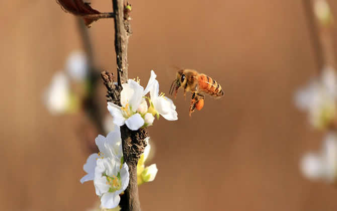 養(yǎng)蜂人如何防止逃蜂出現(xiàn)？