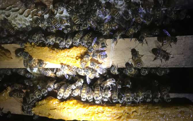 人工分蜂白天好還是晚上好(什么時候分蜂好) 人工分蜂白天好還是晚上好(什么時候分蜂好)