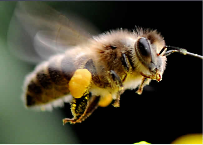 【蜜蜂知識】蜜蜂的生物學(xué)特性有哪些？