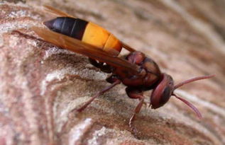 工蜂不封蓋是什么原因(為啥蜜蜂有卵有蟲(chóng)卻不會(huì)封蓋 ) 工蜂不封蓋是什么原因(為啥蜜蜂有卵有蟲(chóng)卻不會(huì)封蓋 )