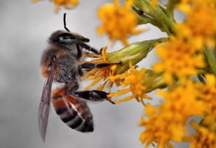 工蜂不封蓋是什么原因(為啥蜜蜂有卵有蟲(chóng)卻不會(huì)封蓋 ) 工蜂不封蓋是什么原因(為啥蜜蜂有卵有蟲(chóng)卻不會(huì)封蓋 )
