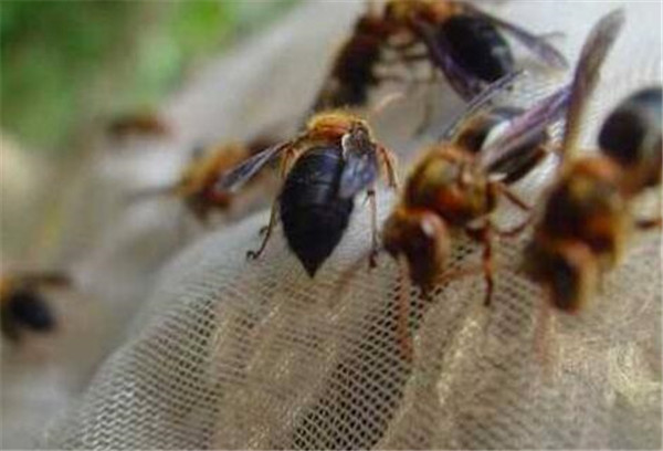 中國大虎頭蜂養殖方法(教你虎頭蜂怎么養殖) 中國大虎頭蜂養殖方法(教你虎頭蜂怎么養殖)