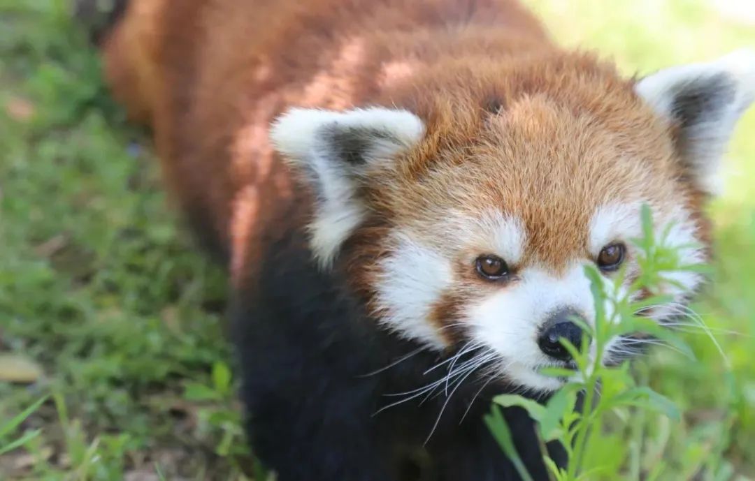 有篝火、有星空！山東私藏的這些自駕露營地景美人少，現在就出發！