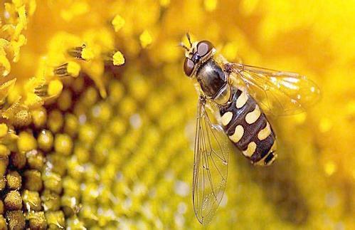 怎樣養殖蜜蜂它才不跑? 怎樣養殖蜜蜂它才不跑?