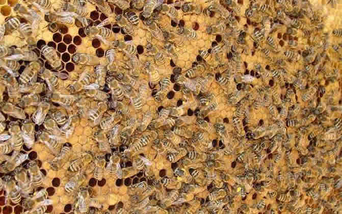 浙農大一號意蜂 浙農大一號意蜂