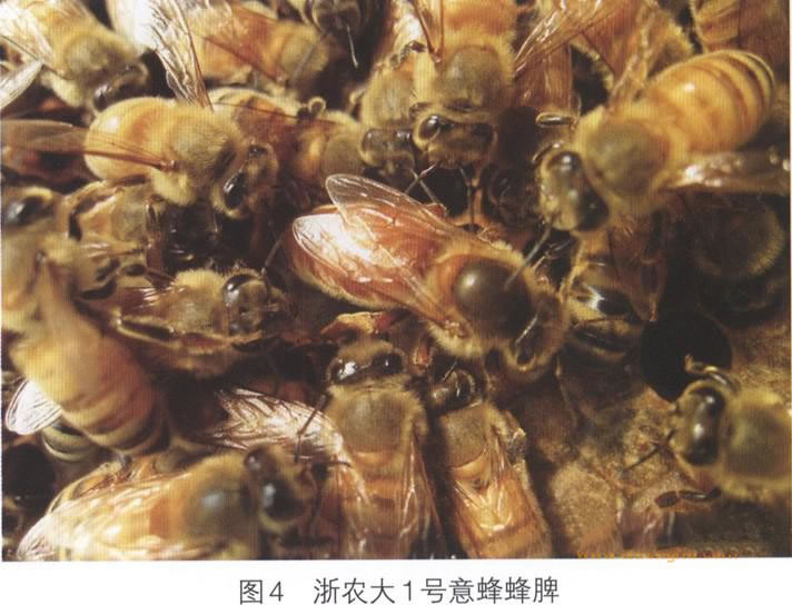 浙農大一號意蜂 浙農大一號意蜂