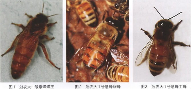 浙農大一號意蜂 浙農大一號意蜂