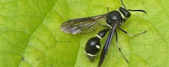 黑色細腰蜂有毒嗎(身體黑色的蜜蜂是什么蜂有沒有毒) 黑色細腰蜂有毒嗎(身體黑色的蜜蜂是什么蜂有沒有毒)