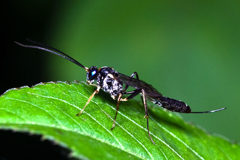 黑色細腰蜂有毒嗎(身體黑色的蜜蜂是什么蜂有沒有毒) 黑色細腰蜂有毒嗎(身體黑色的蜜蜂是什么蜂有沒有毒)