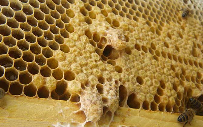 新手養蜂怎樣起王臺？（怎樣讓蜜蜂自己起王臺）