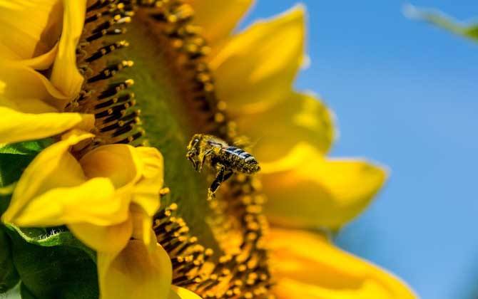 新手如何在家養好蜜蜂？