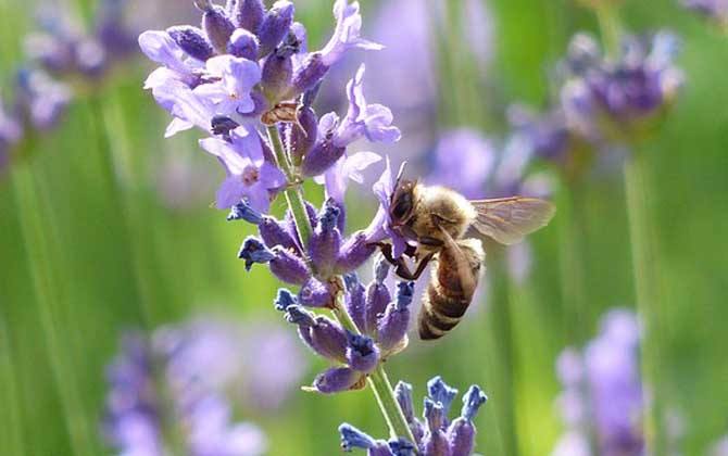 新手如何在家養好蜜蜂？