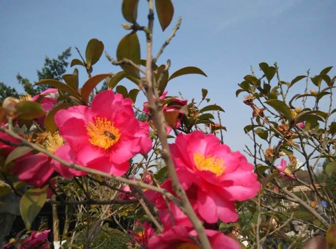 如何養(yǎng)野生蜜蜂它不會走