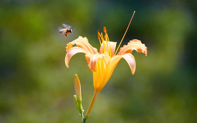 偵查蜂喜歡蜂箱的表現(xiàn) 偵查蜂