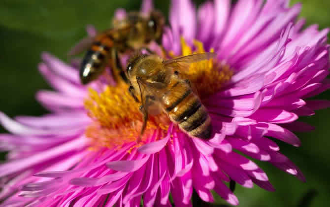 偵查蜂喜歡蜂箱的表現(xiàn) 偵查蜂