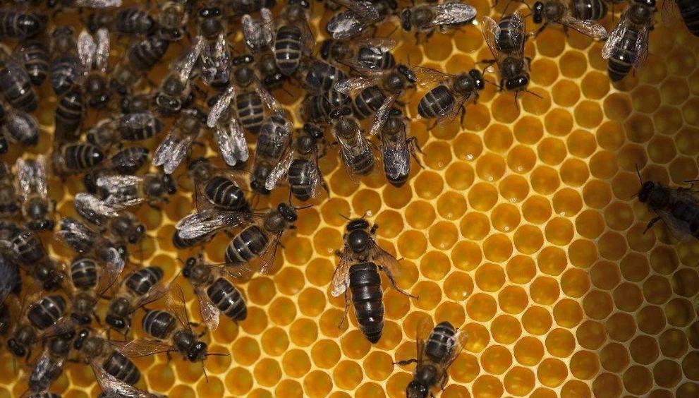 防止盜蜂的六個技巧(意蜂群之間出現盜蜂怎么辦) 防止盜蜂的六個技巧(意蜂群之間出現盜蜂怎么辦)