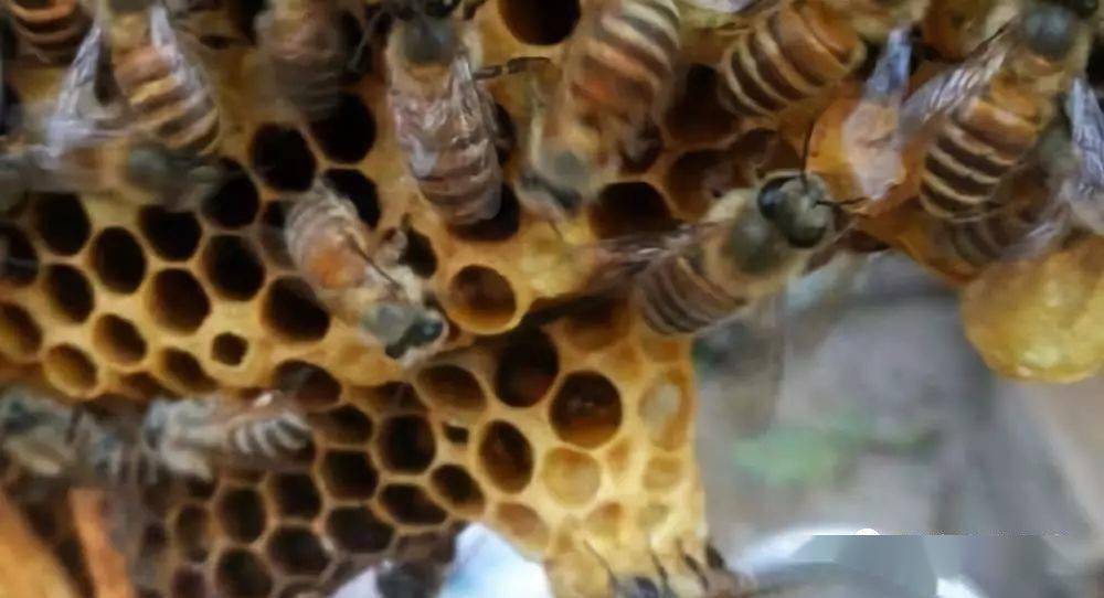 防止盜蜂的六個技巧(意蜂群之間出現盜蜂怎么辦) 防止盜蜂的六個技巧(意蜂群之間出現盜蜂怎么辦)