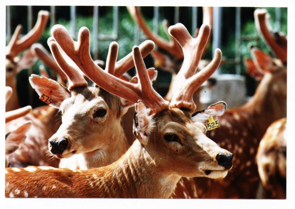 鹿角每年都會自然脫落,人類為何割鹿茸,鹿會感到疼嗎? 鹿角每年都會自然脫落,人類為何割鹿茸,而不是撿拾脫落的鹿角?