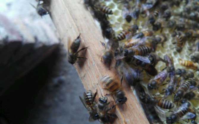 如何分辨小蜜蜂是蜂王還是蜂后（蜂王和蜂后有什么區(qū)別）