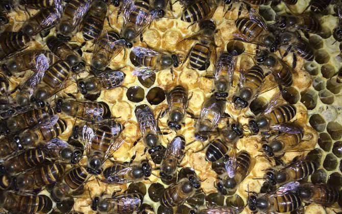 如何分辨小蜜蜂是蜂王還是蜂后（蜂王和蜂后有什么區(qū)別）